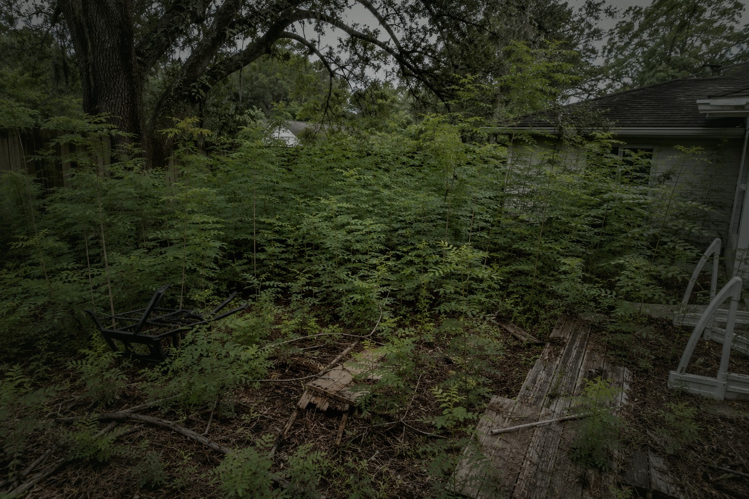 Brazilian pepper saplings overtaking and choking out the yard