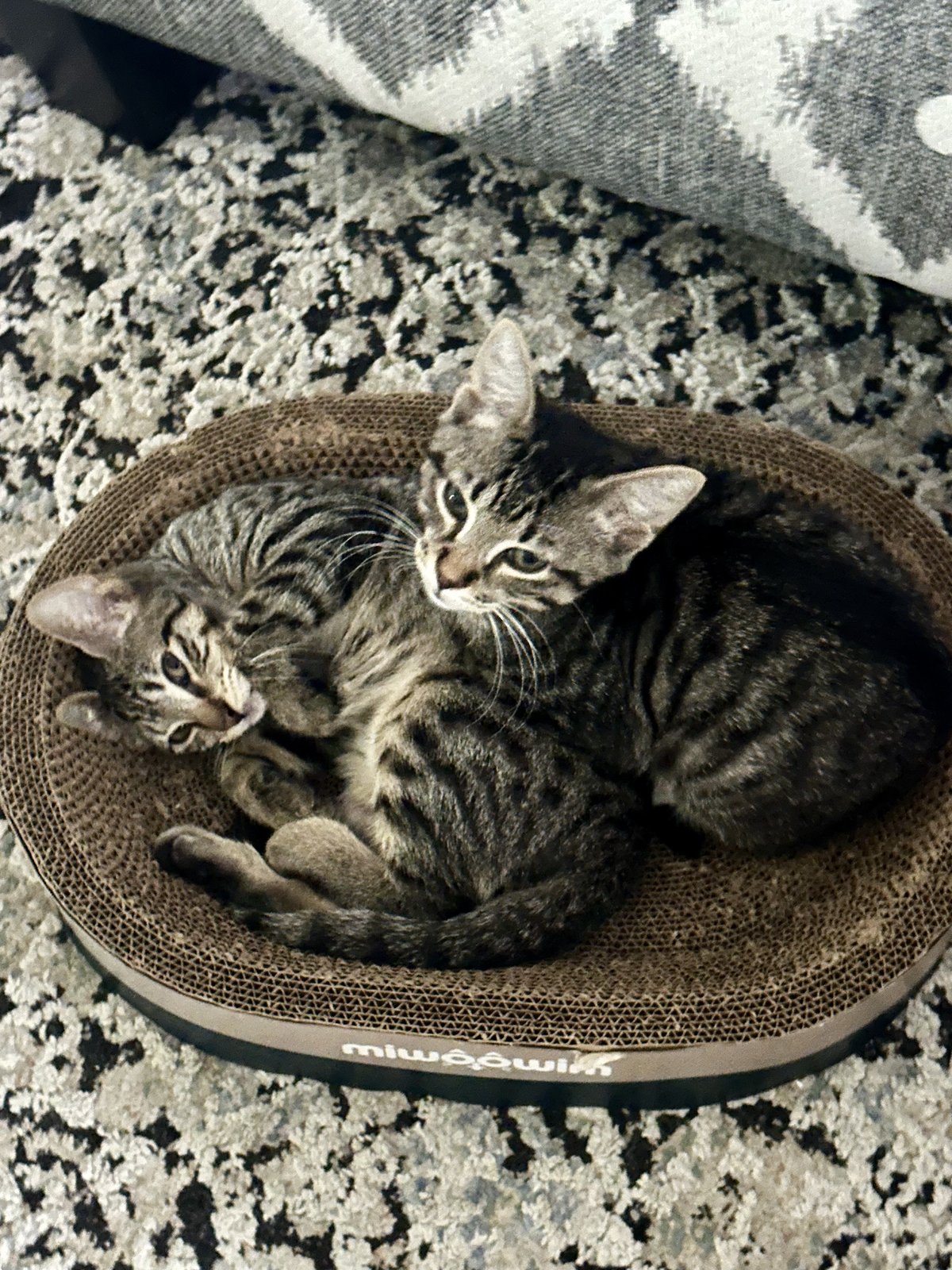 Bugs and Bean